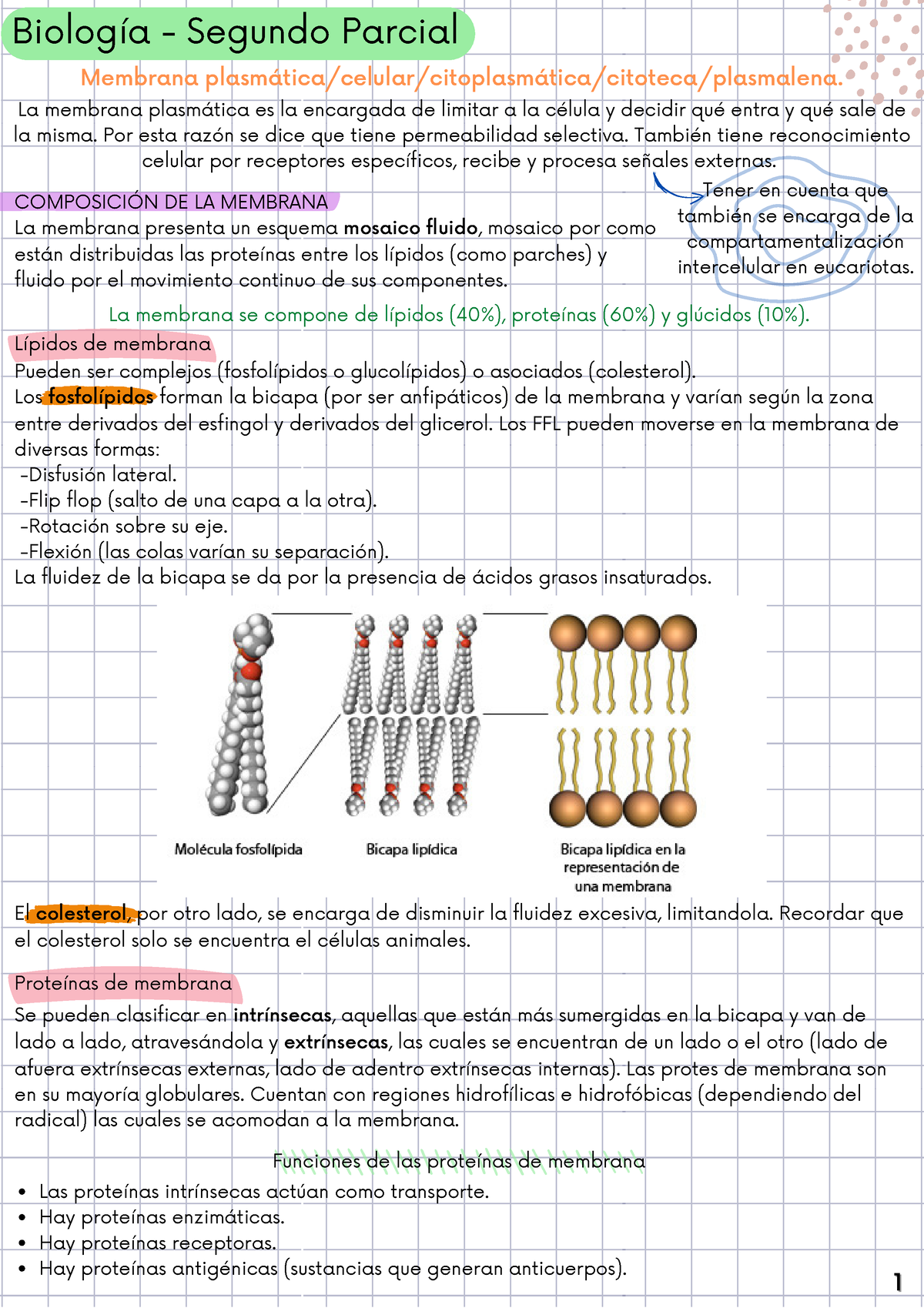 Resumen 2DO Parcial BIO - Biología - UBA - Studocu