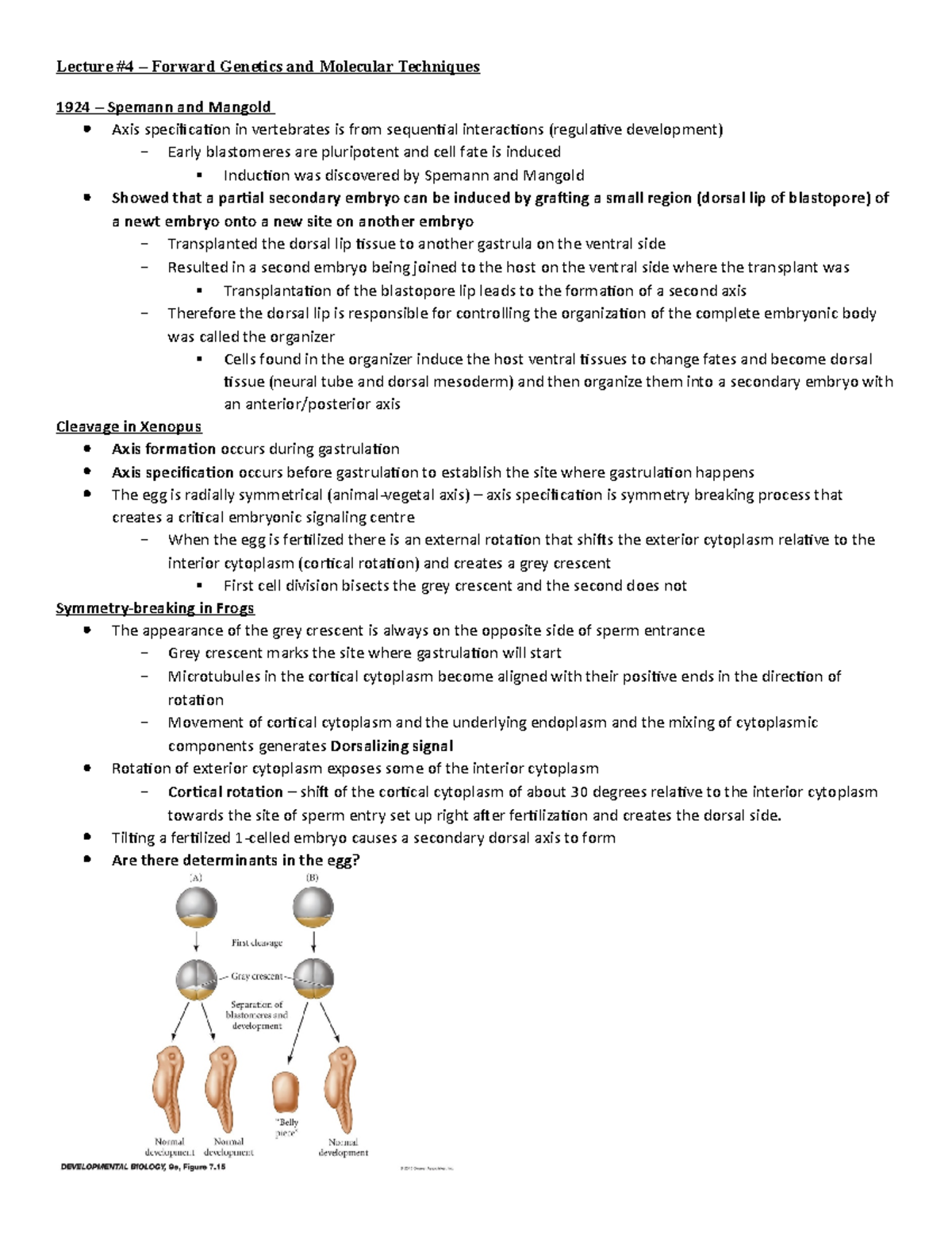 Lecture 4 Notes - 1924 – Spemann and Mangold Axis specification in ...