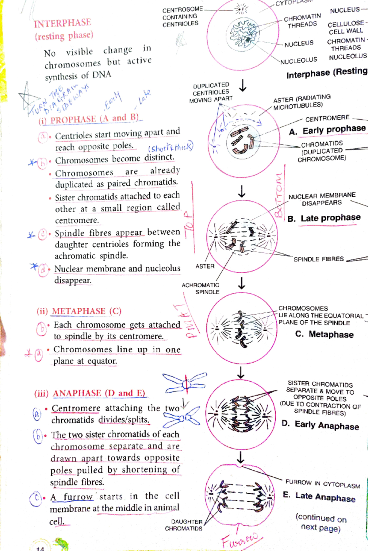 Mitosis - Notes - CYTOPLASI CENTROSOME. CONTAINING NUCLEUS- INTERPHASE ...