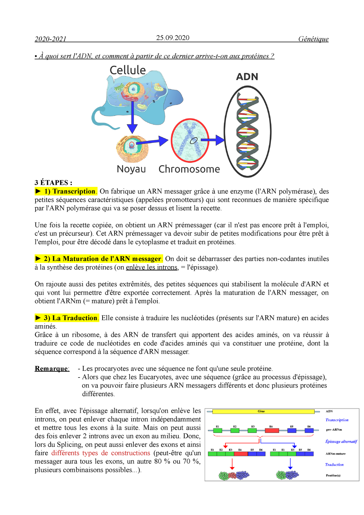 Modification des histones et épigénétique - Rôle de la chromatine dans la  transcription I. Structure - Studocu