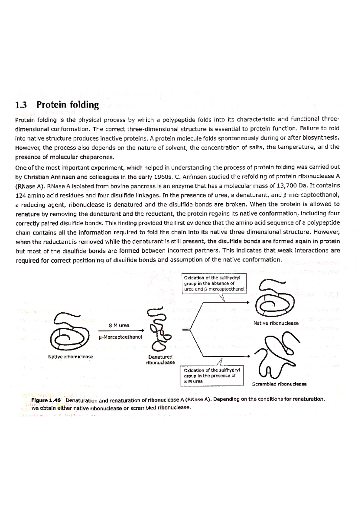 Protein folding Cell biology Studocu