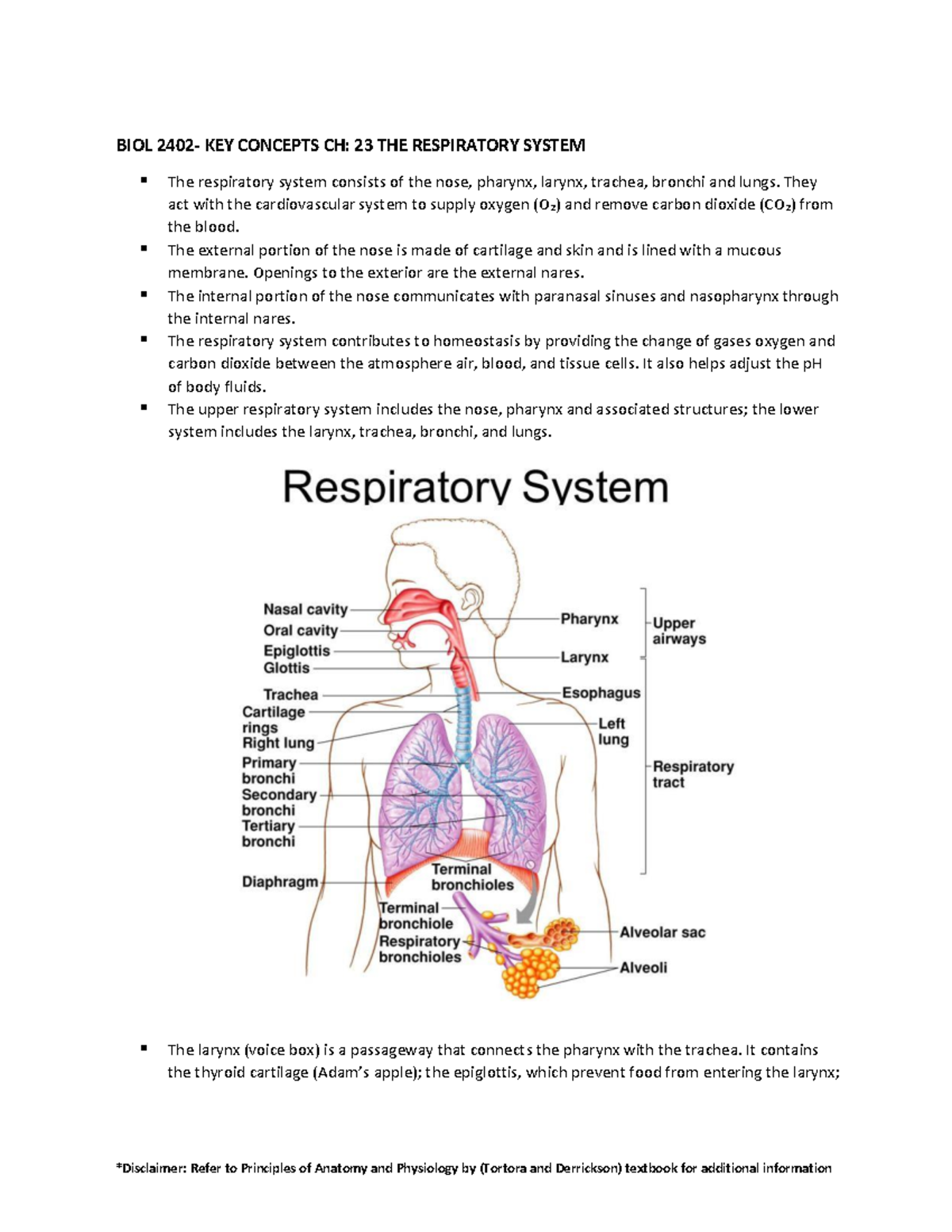 BIOL 2402-Chapter 23 THE Respiratory System - *Disclaimer: Refer to ...