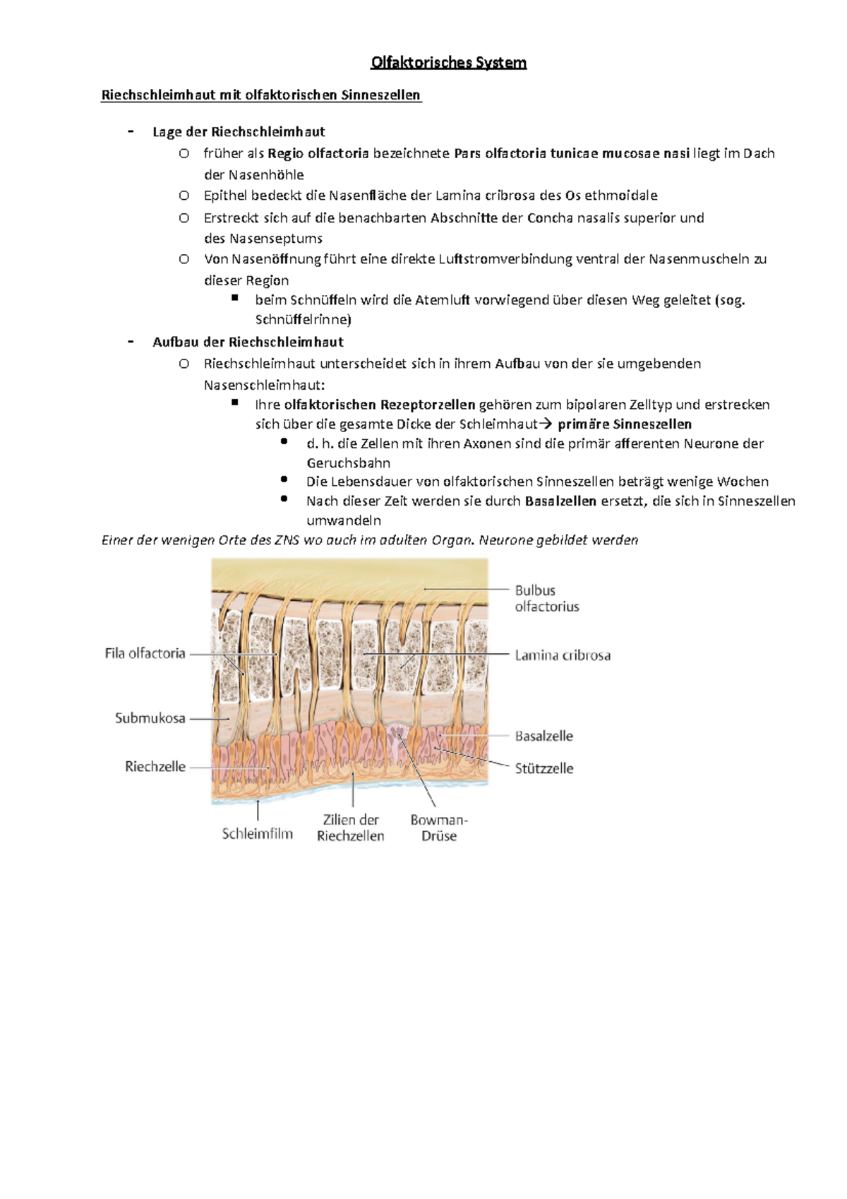 Olfaktorisches System Limbisches System Olfaktorisches System