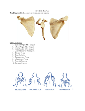 Foot Anatomy - Foot   Ankle Diagram Summery + Test Yourself - Kinesiol 