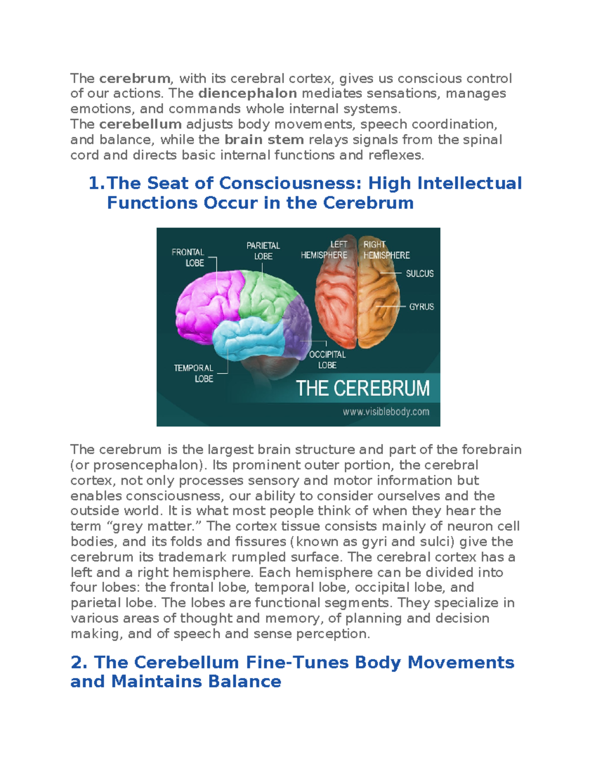 Areas of the brain - The cerebrum, with its cerebral cortex, gives us ...