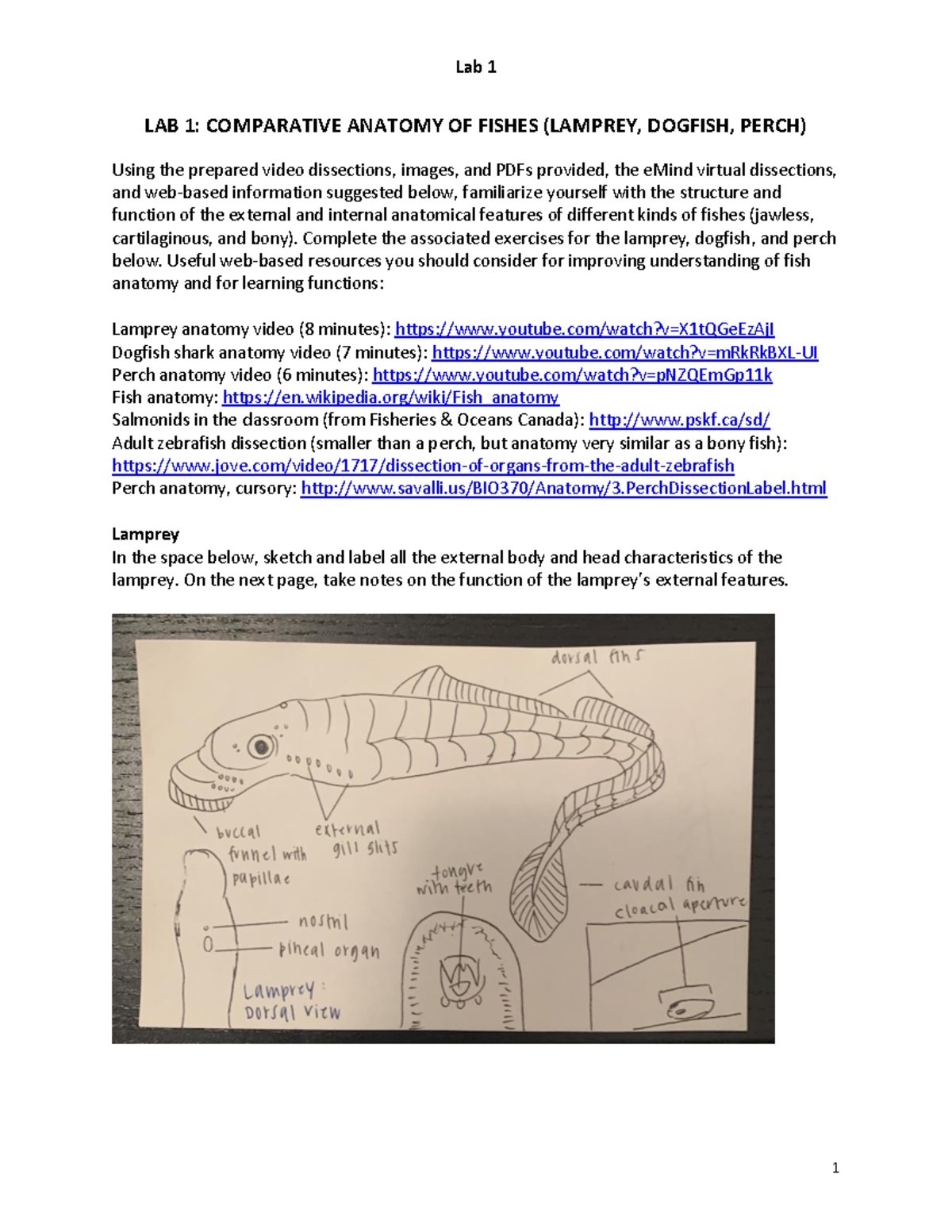 BIOL 330 Lab 1 Assignment Winter 2021 1 LAB 1 COMPARATIVE ANATOMY OF