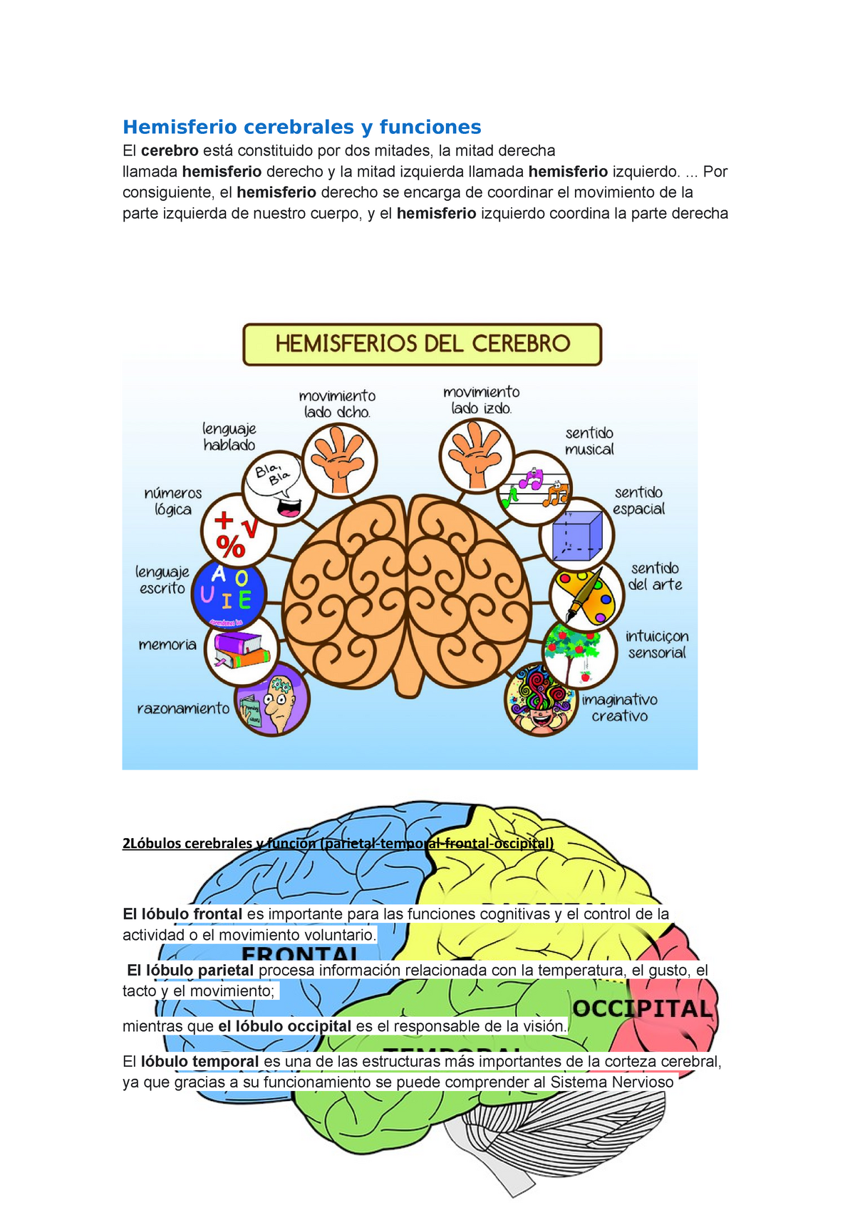 Hemisferio cerebrales y funciones Nutrigenética San Marcos Studocu