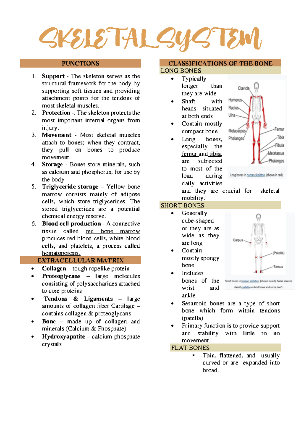 Skeletal System - FUNCTIONS 1. Support - The skeleton serves as the ...