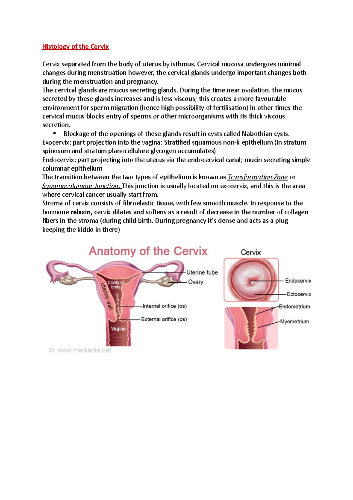 Histology of the Cervix - Histology of the Cervix Cervix separated from ...