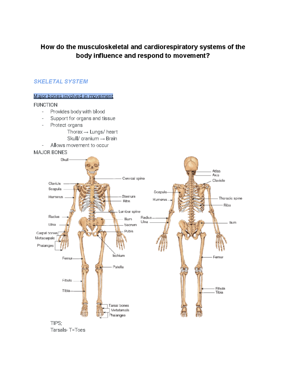 CORE 2- Body in motion - my notes for core 2 - How do the ...