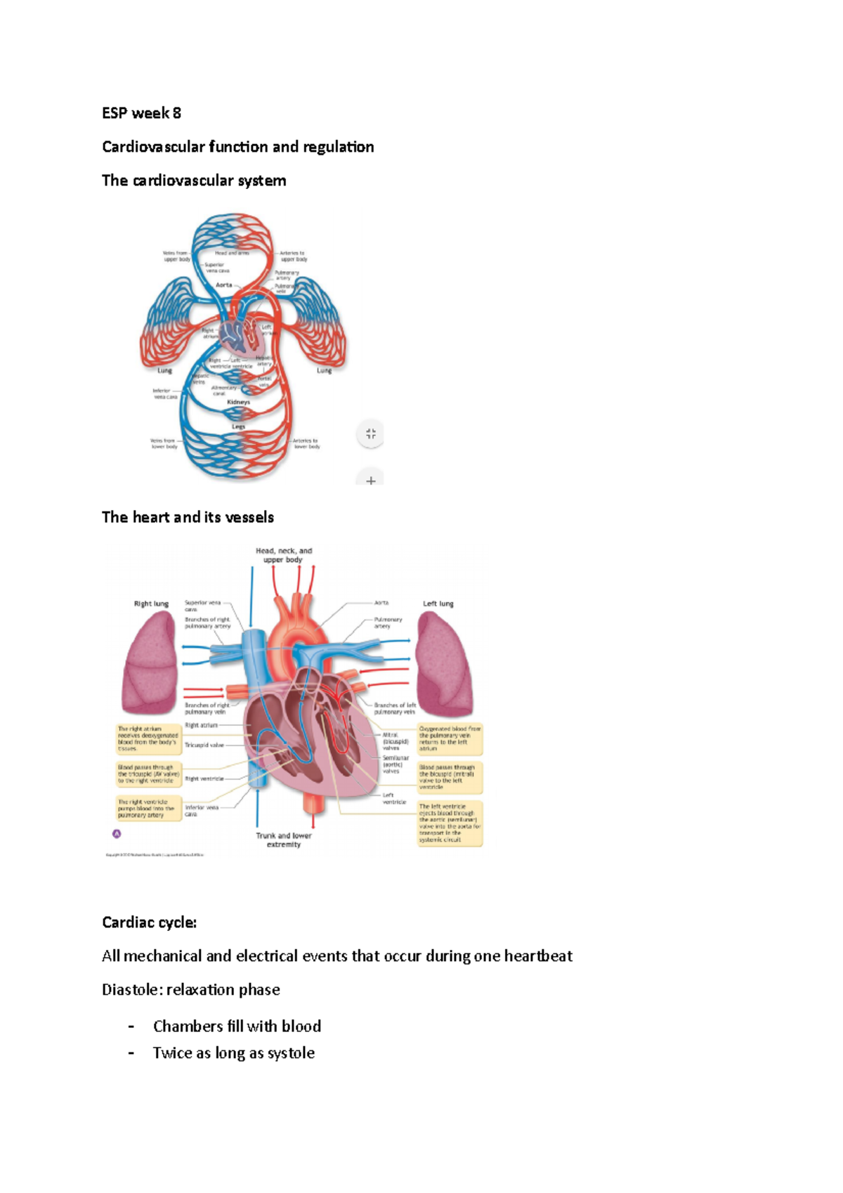 Exercise and sports physiology - Cardiovascular function and regulation ...