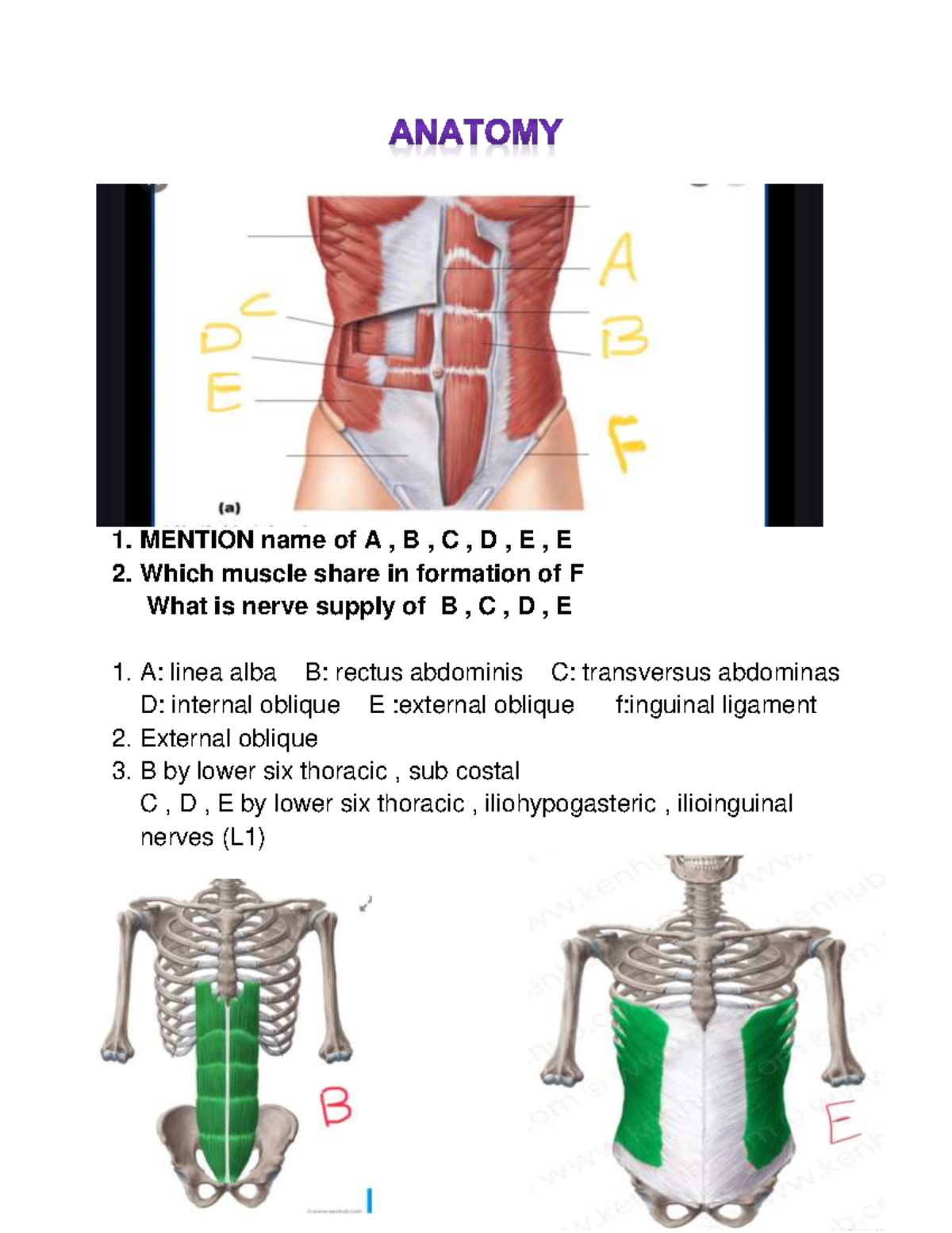 GIT Pactical Anatomy , Internal Medicine , Patho - 1. MENTION name of A ...