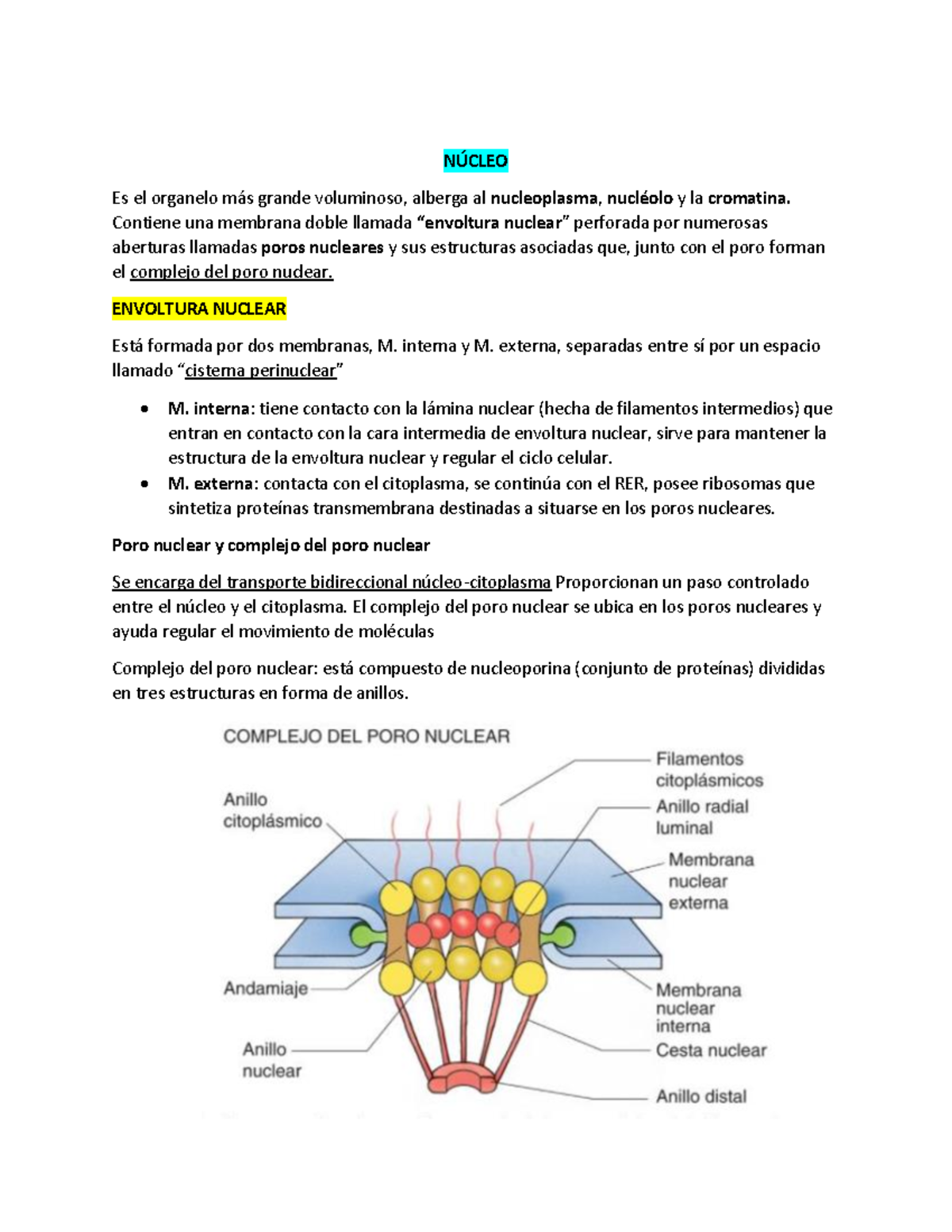 Núcleo - NÚCLEO Es el organelo más grande voluminoso, alberga al ...