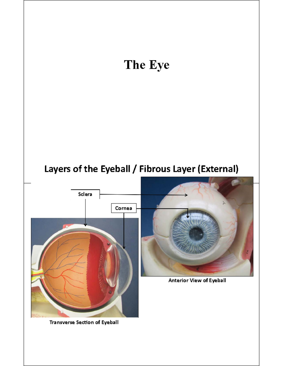 Eye Slides The Eye Layers of the Eyeball / Fibrous Layer (External
