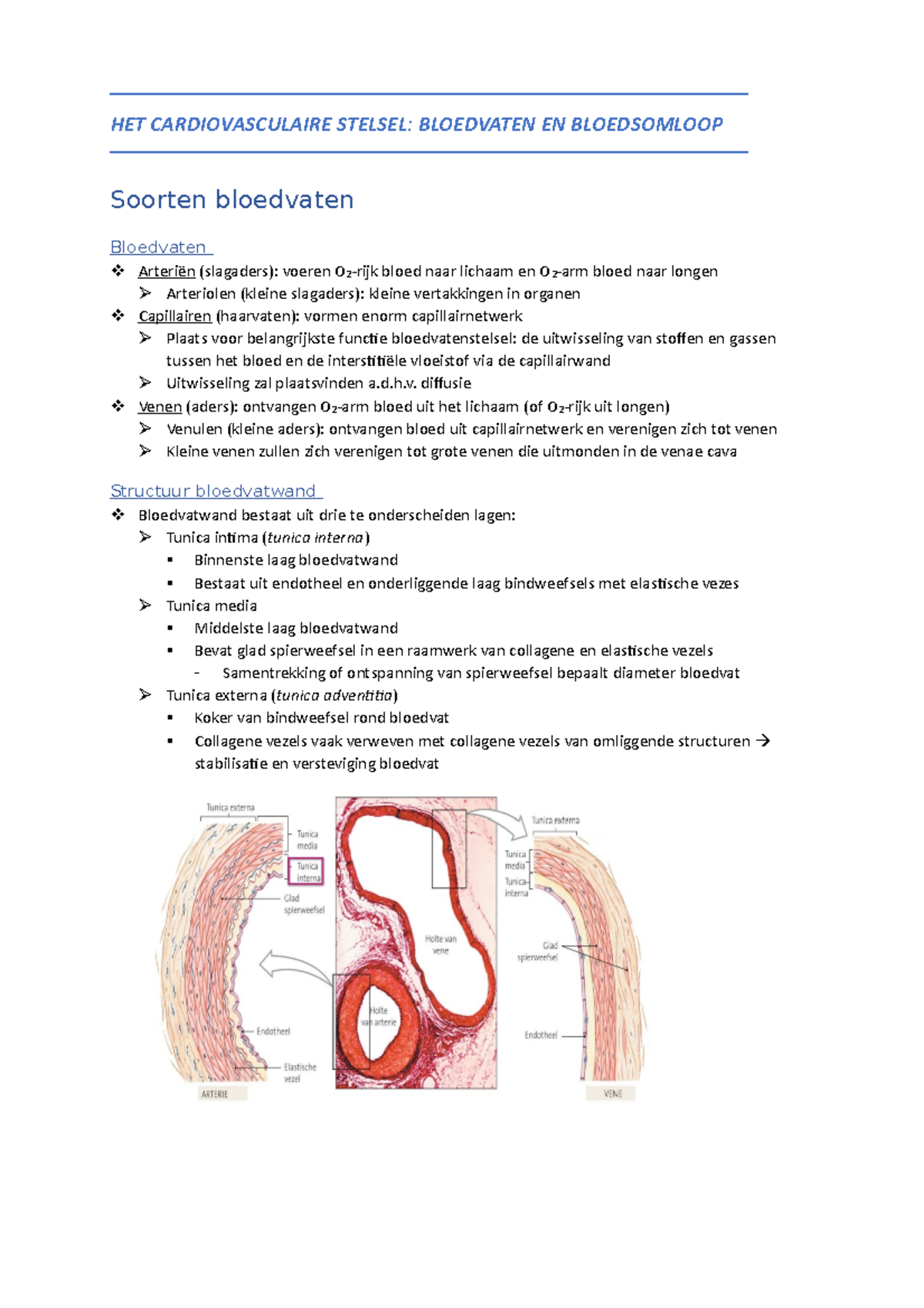 Cardiovasculaire Stelsel - Het Bloedvatenstelsel En De Bloedsomloop ...