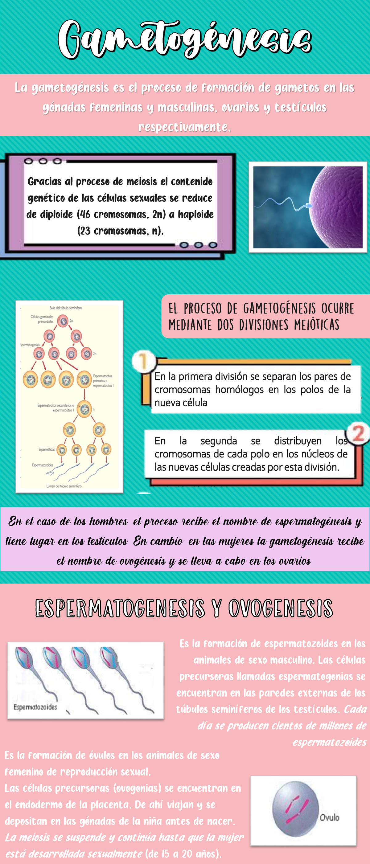 Infografía Gametogénesis - La Gametogénesis Es El Proceso De Formación ...