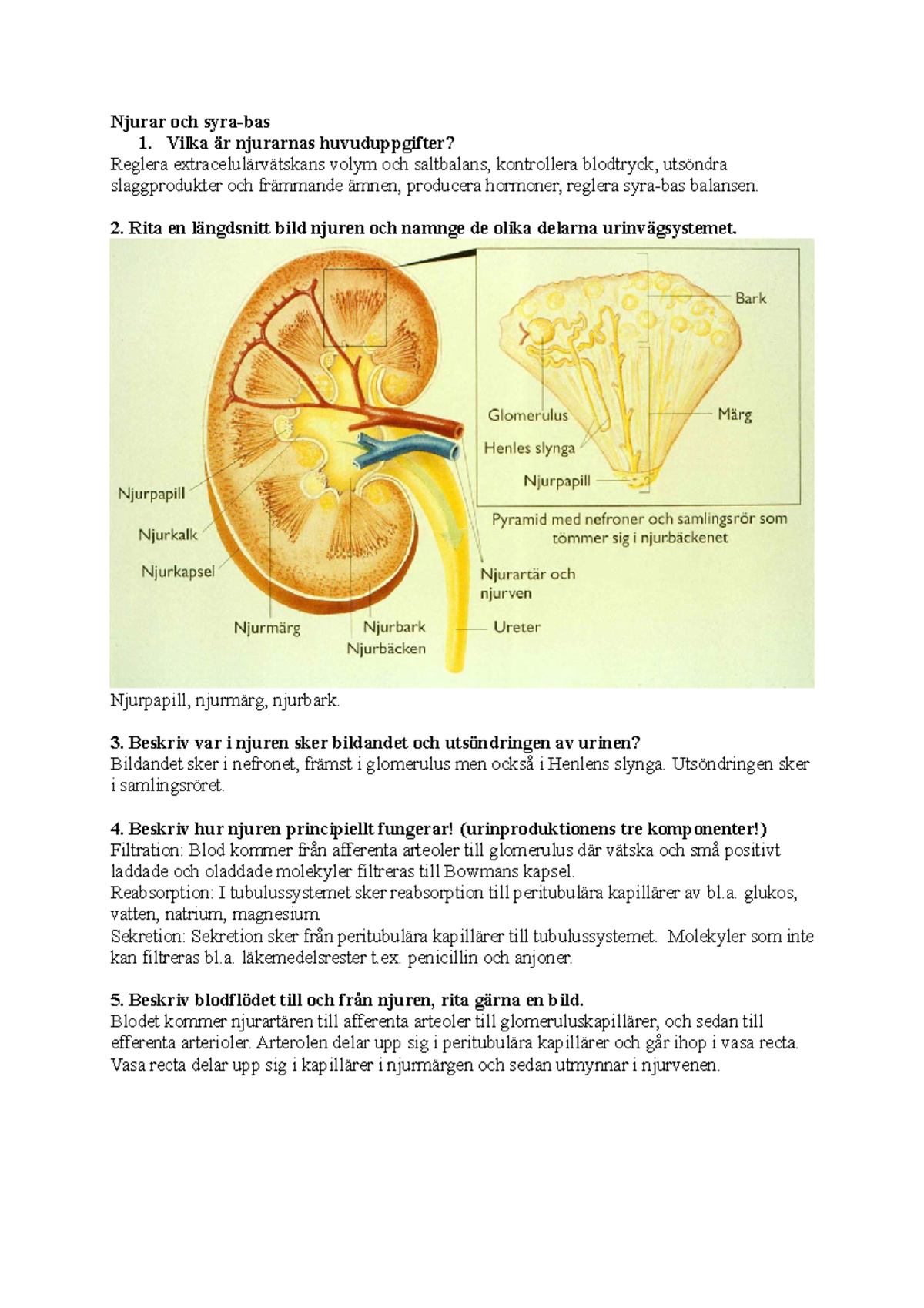 Block 4 Instuderingsfrågor - Njurar Och Syra-bas 1. Vilka är Njurarnas ...