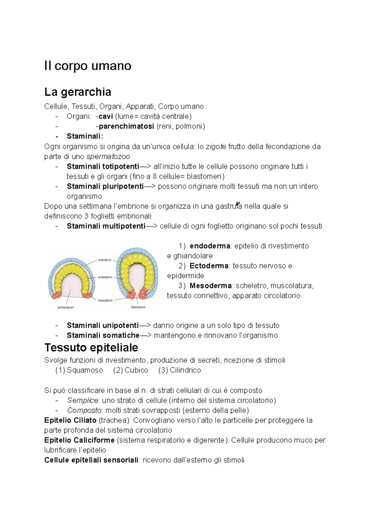 Il corpo umano - di strati cellulari di cui è composto - Semplice: uno ...