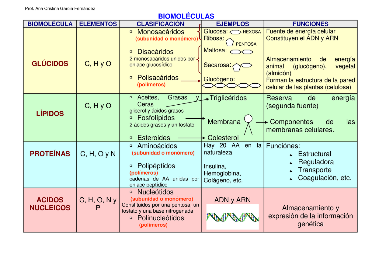 Cuadro Comparativo De Las Biomoleculas Cuadro Comparativo De Las 7848