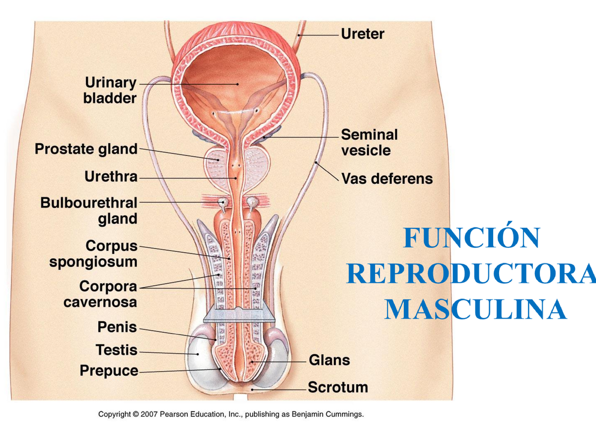 Diapositivas Aparato Reproductor Masculino Figure Semen V Seminales Resto 75 Aspecto 5479