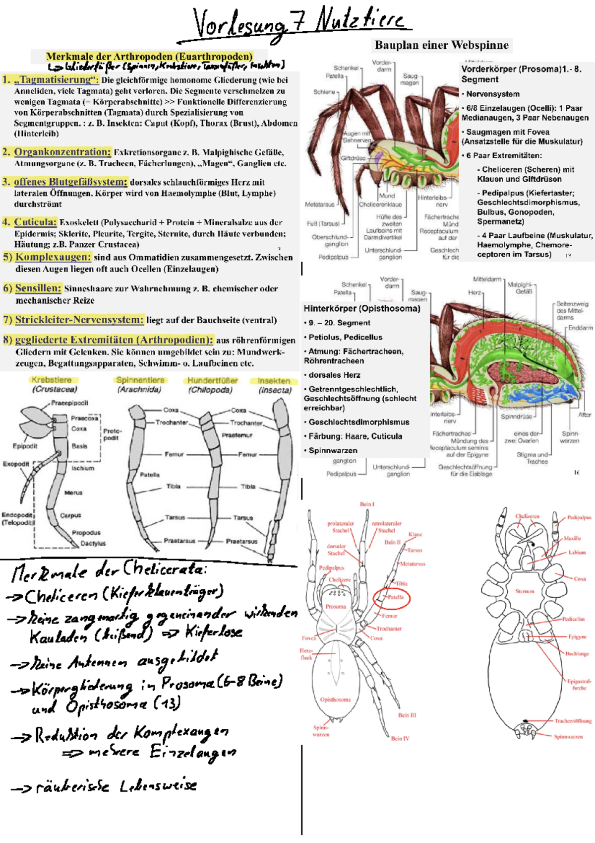Nutztiere 7 Zusammenfassung - Biologie der Nutzpflanzen und Nutztiere ...