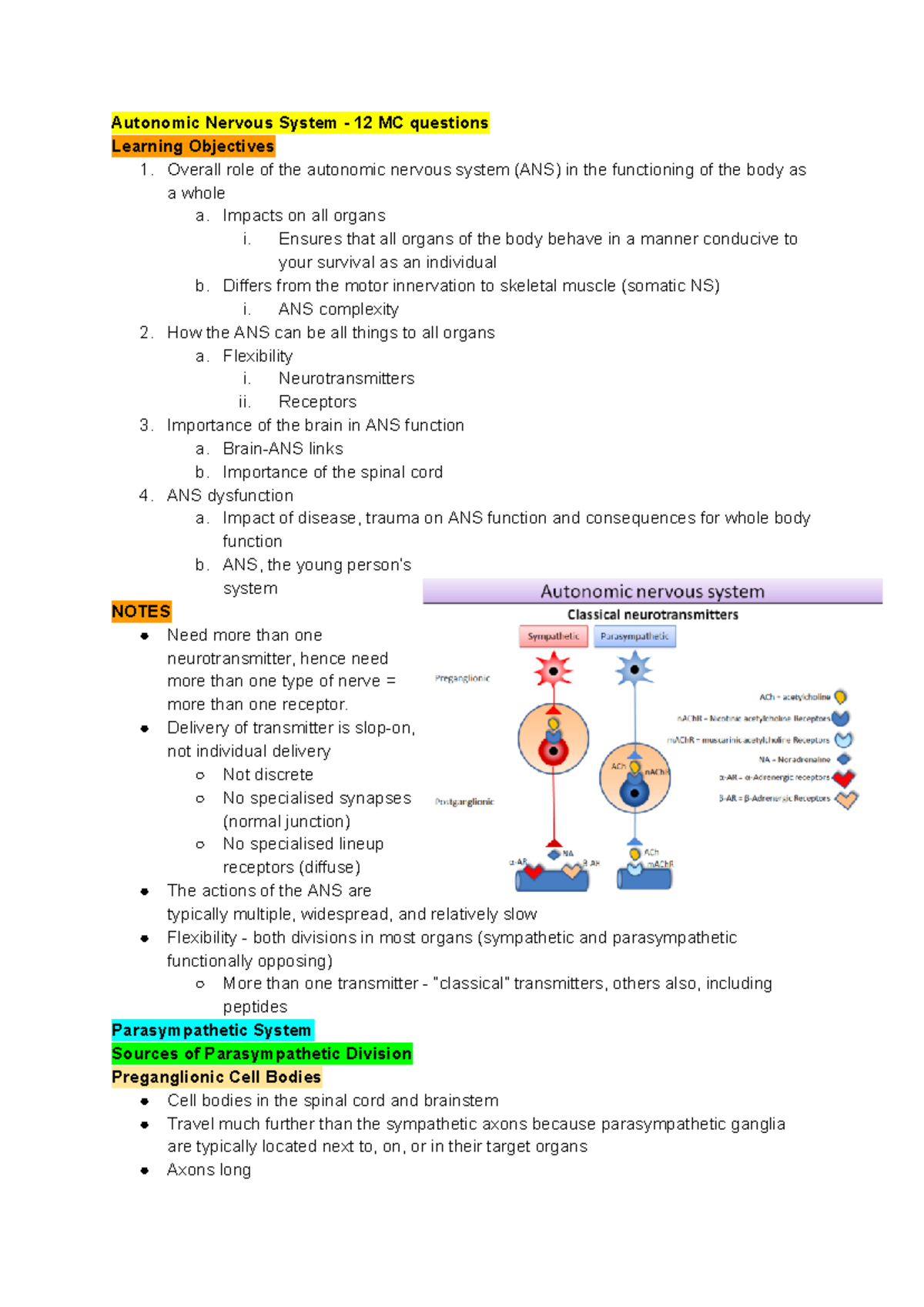 1052 Notes for Exam - Google Docs - Autonomic Nervous System ­ 12 MC ...