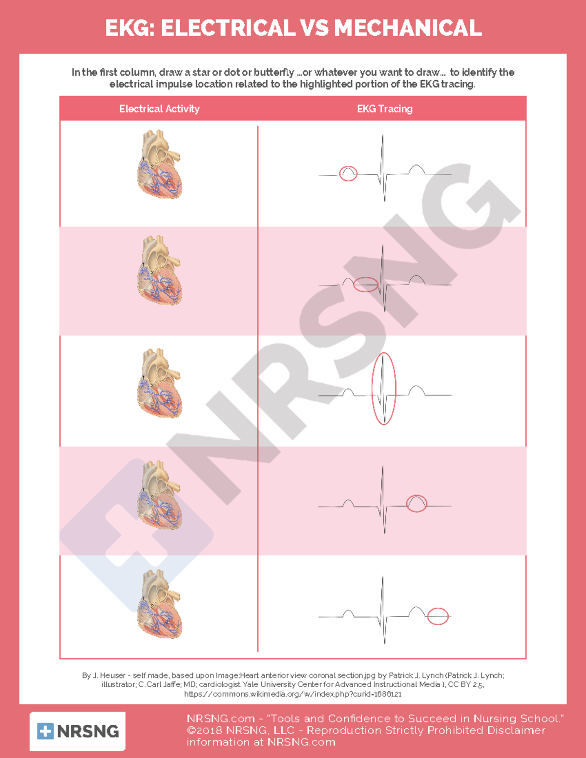 ekg electrical vs mechanical worksheet Electrical Activity EKG