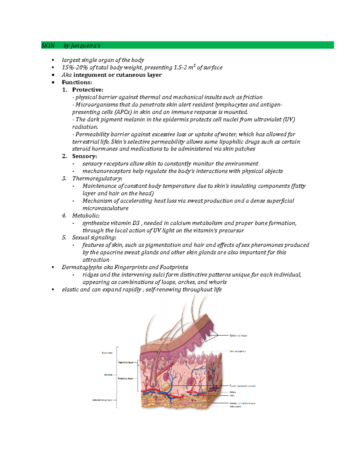 SKIN by Junqueira ; HISTOLOGY - SKIN by Junqueira’s largest single ...