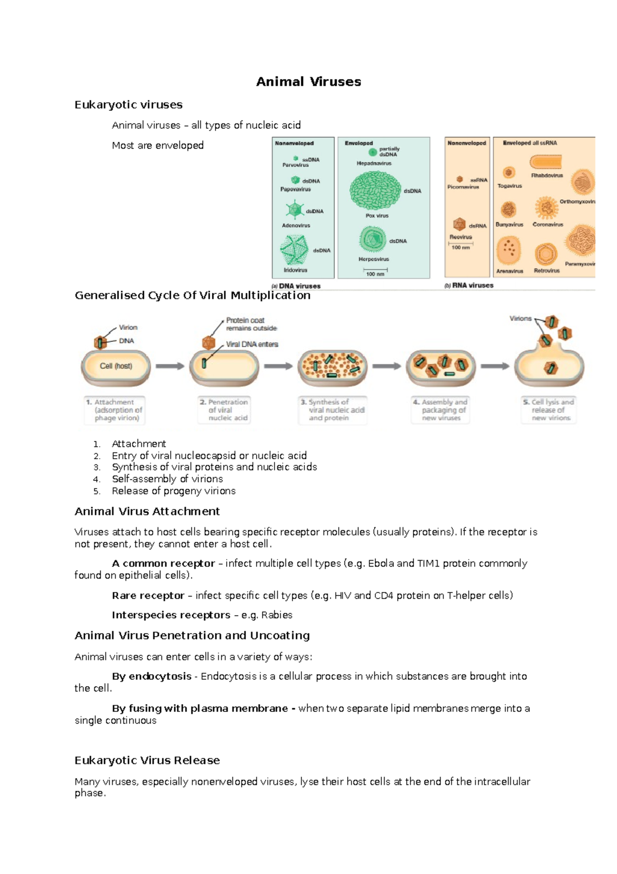 Animal Viruses - These are my personal notes - Animal Viruses ...