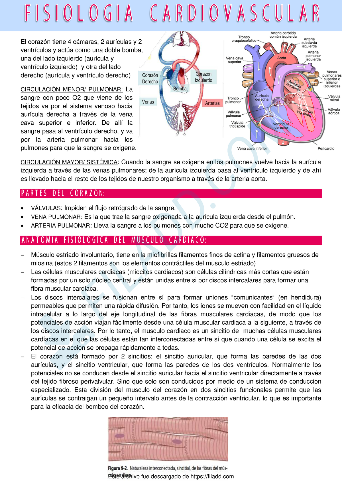 Unidad 6- Fisiologia - Apuntes Fisio Cardiovascular - Fisiología ...