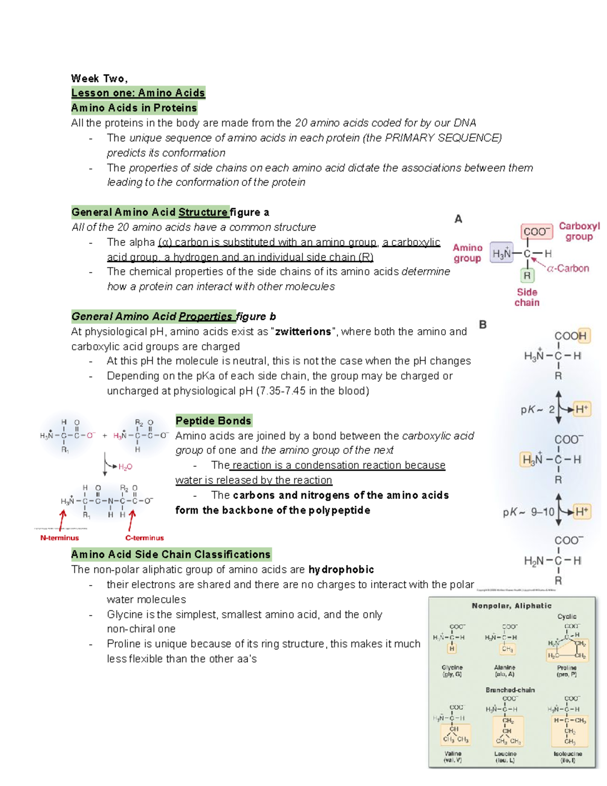 2-Amino Acids Structures of the Major Compounds of the Body - Week Two ...