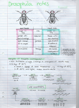 Population genetics notes - Warning: TT: undefined function: 32 Warning ...