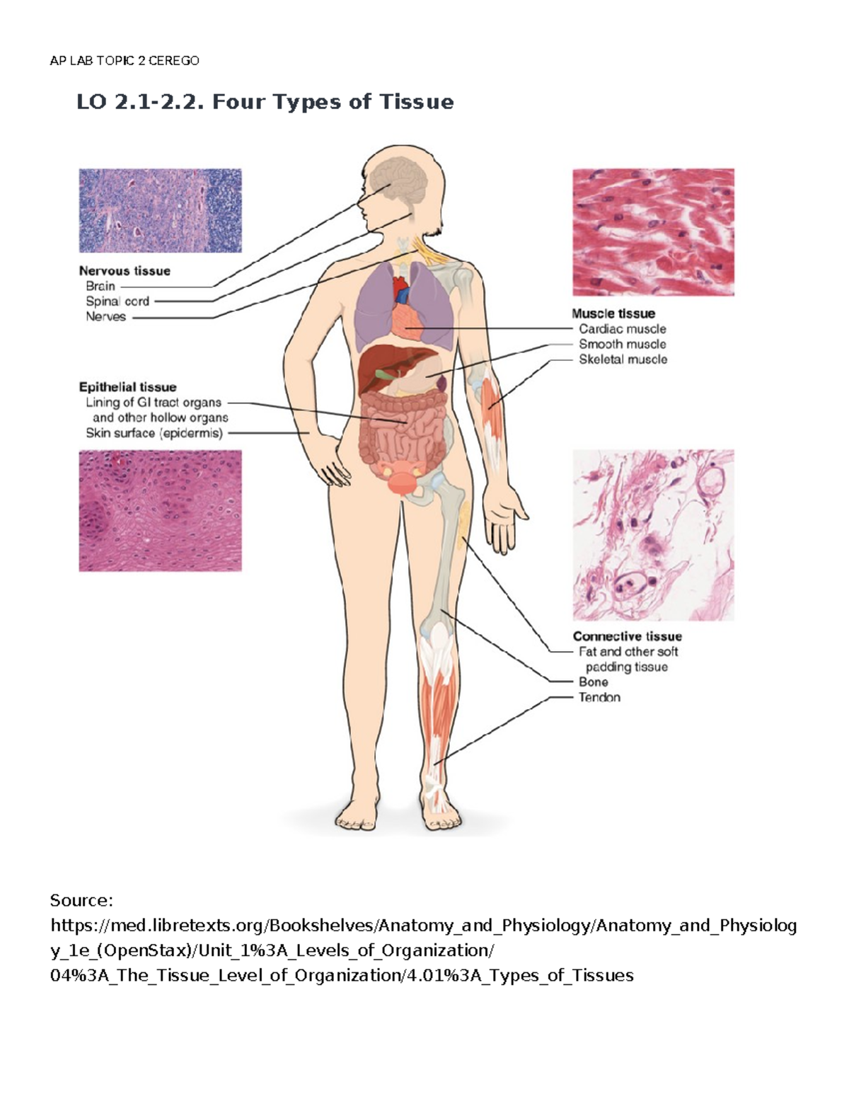 AP LAB Topic 2 Cerego Assignment - AP LAB TOPIC 2 CEREGO LO 2.1-2. Four ...