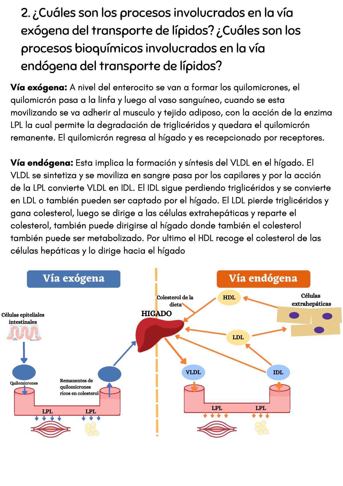 Establecen las vías de acción de los endocannabinoides sobre el metabolismo  de colesterol