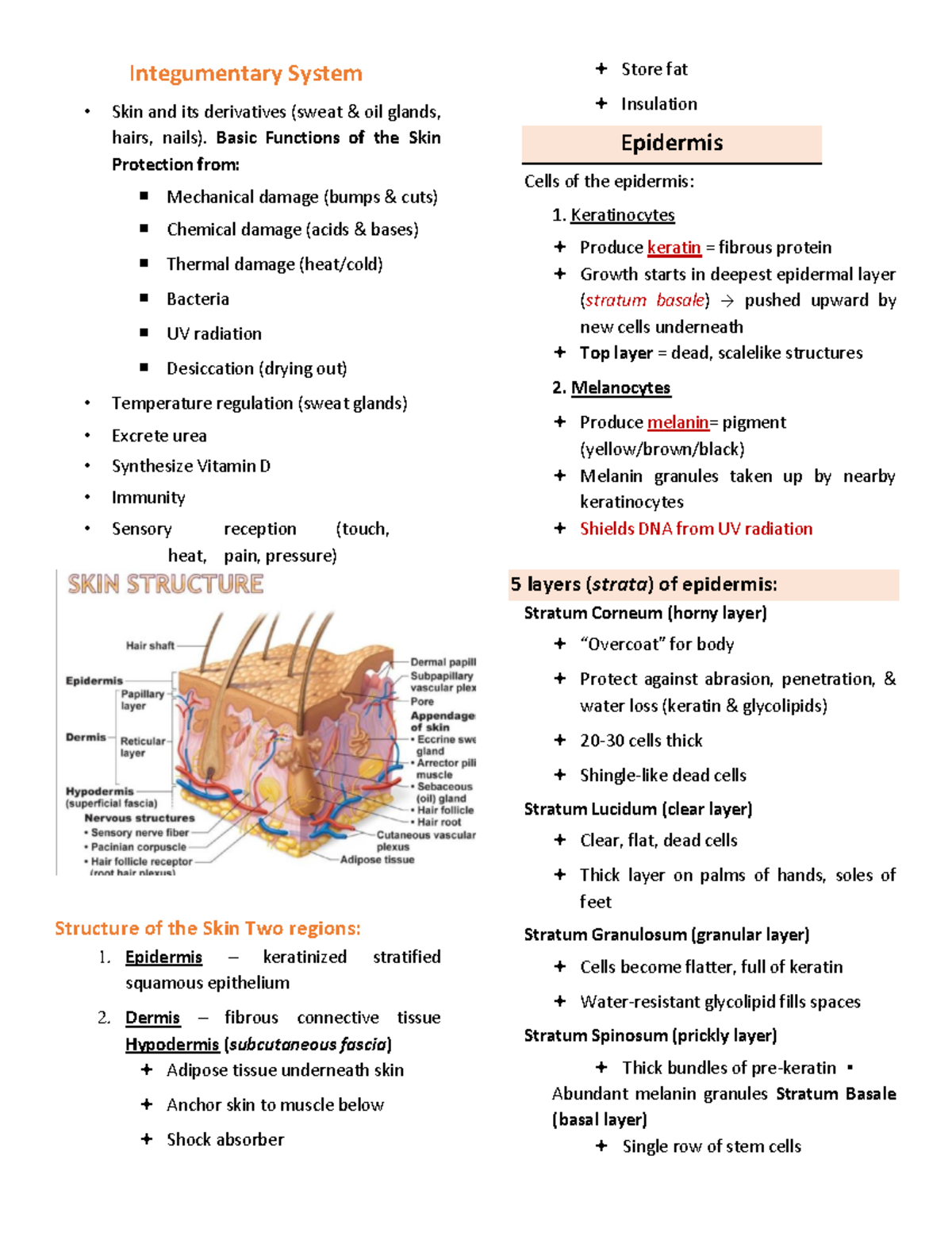 Anatomy and Physiology-Integumentary System Reviewer - Integumentary ...