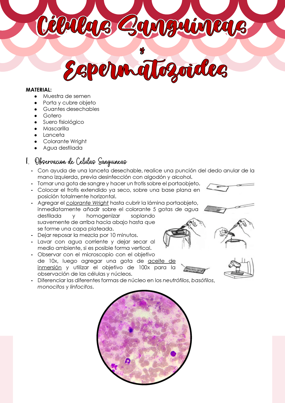 Células Sanguíneas y Espermatozoides - Informe - MATERIAL:  Muestra de  semen  Porta y cubre objeto - Studocu