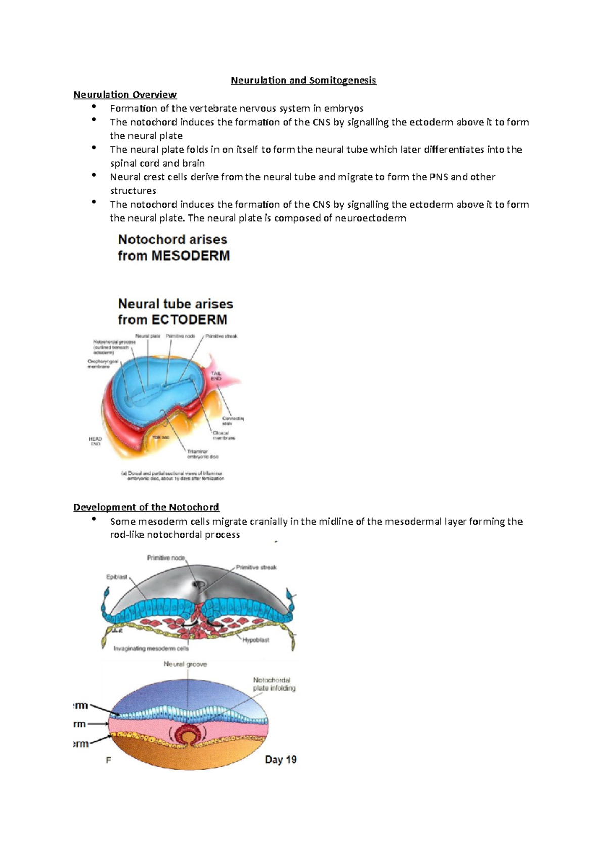 Neurulation and Somitogenesis Neurulation and Somitogenesis