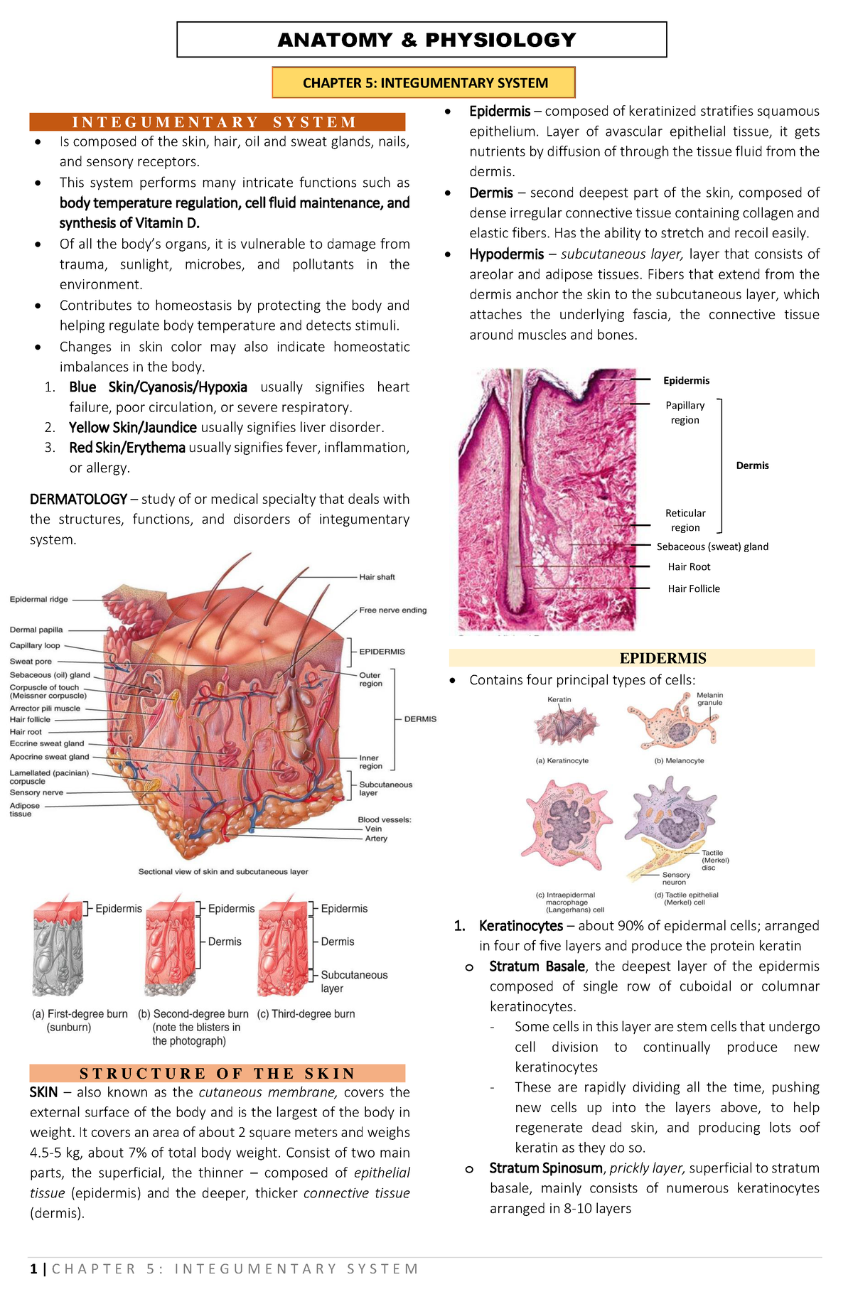 Integumentary System - CHAPTER 5: INTEGUMENTARY SYSTEM I N T E G U M E ...