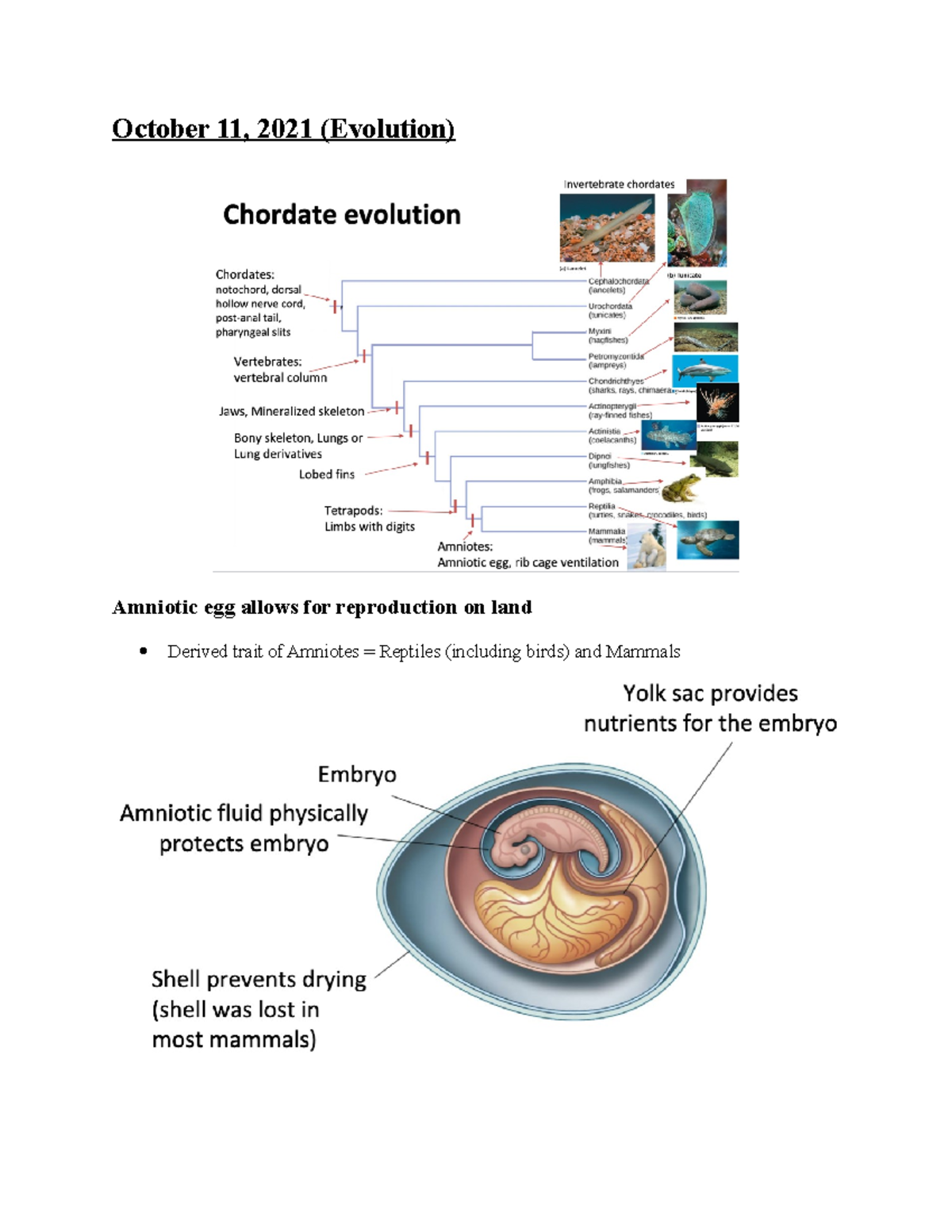 Week 8 Notes (Unit 2) - October 11, 2021 (Evolution) Amniotic Egg ...