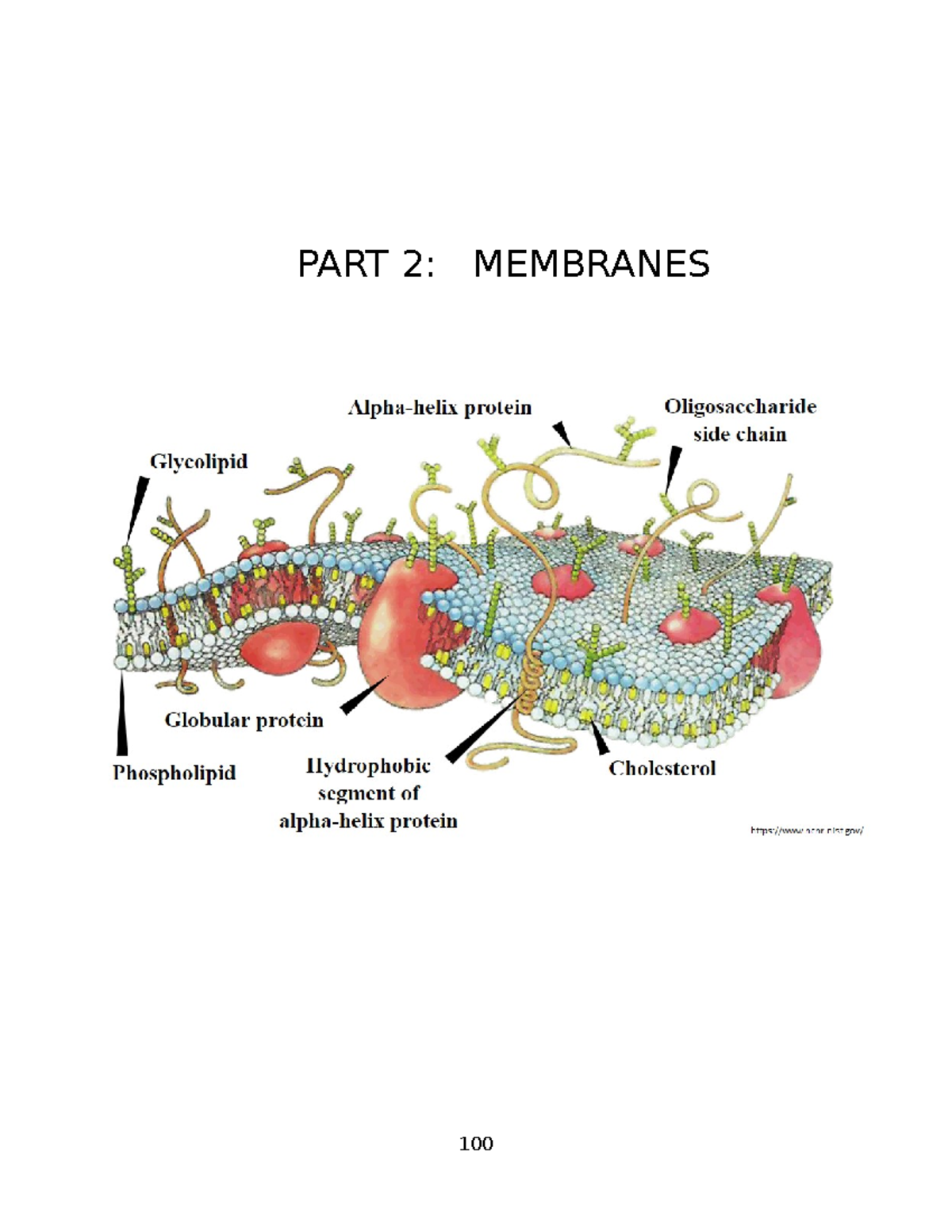 2 Membranes (b. To B - Lab - PART 2: MEMBRANES INTRODUCTION To ...