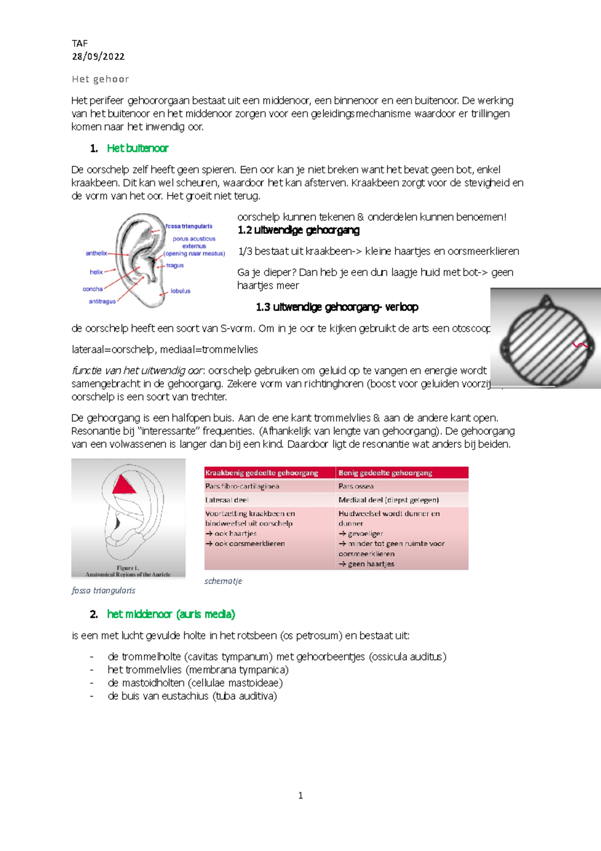 Het 28/09/ Het gehoor Het perifeer bestaat uit een middenoor, een