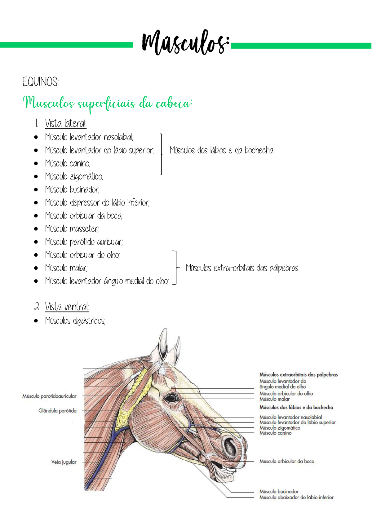 Músculos da veterinária da pdf EQUINOS Vista lateral Músculo levantador nasolabial Studocu