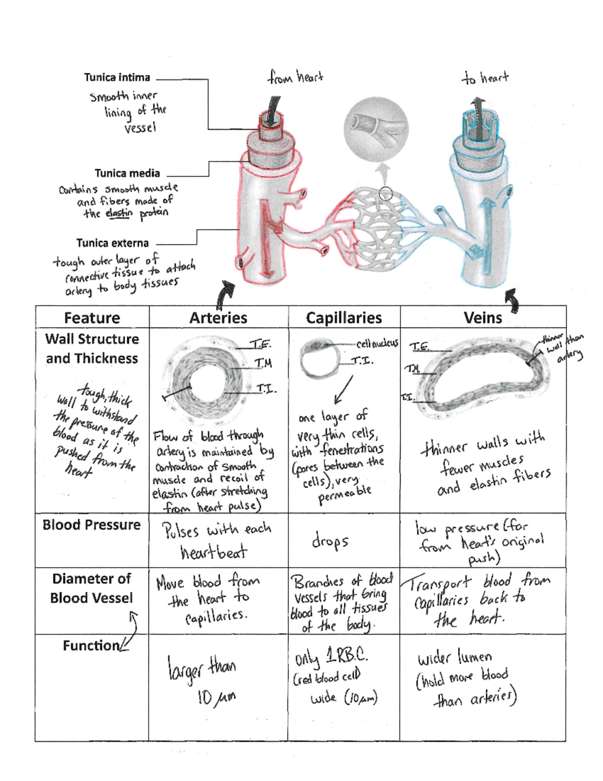 Blood Vessels Notes Detailed Explanation - Studocu