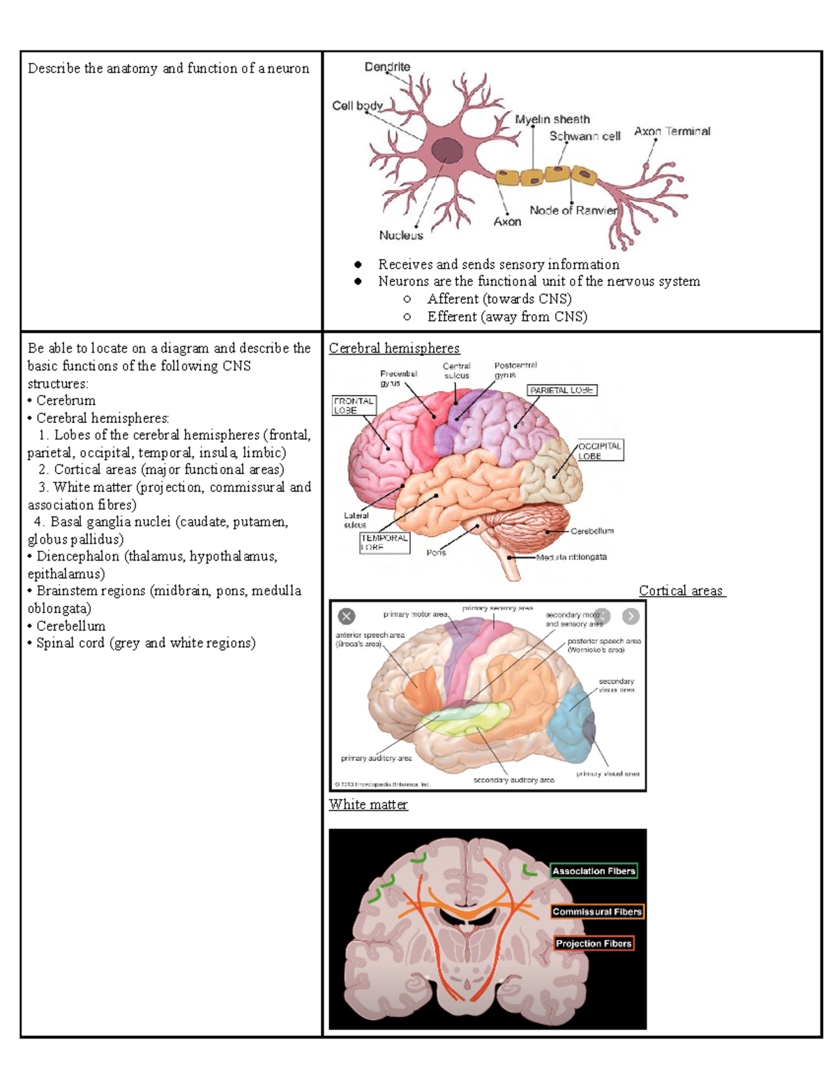 Neuroscience Learning Objectives - Describe the anatomy and function of ...