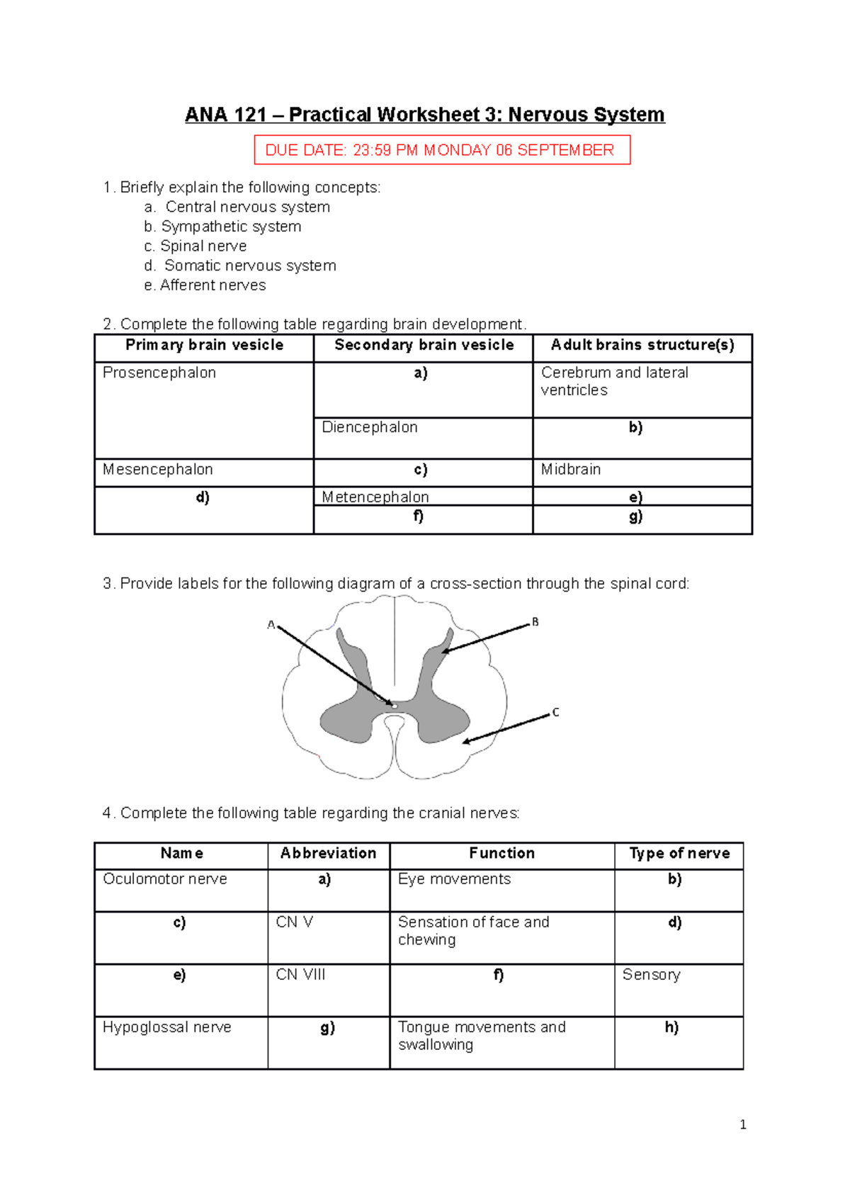 1 3 Nervous System Worksheet 2021 ANA 121 Practical Worksheet 3 1-3-nervous-system-worksheet-2021-ana-121-practical-worksheet-3