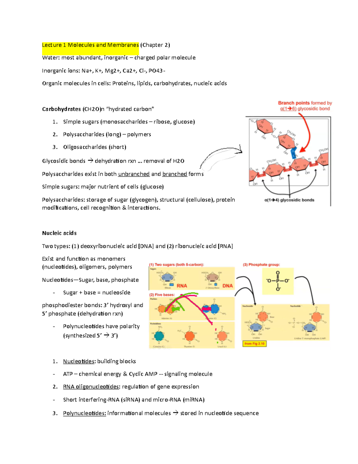 Lecture 1 Molecules and Membranes - Lecture 1 Molecules and Membranes ...