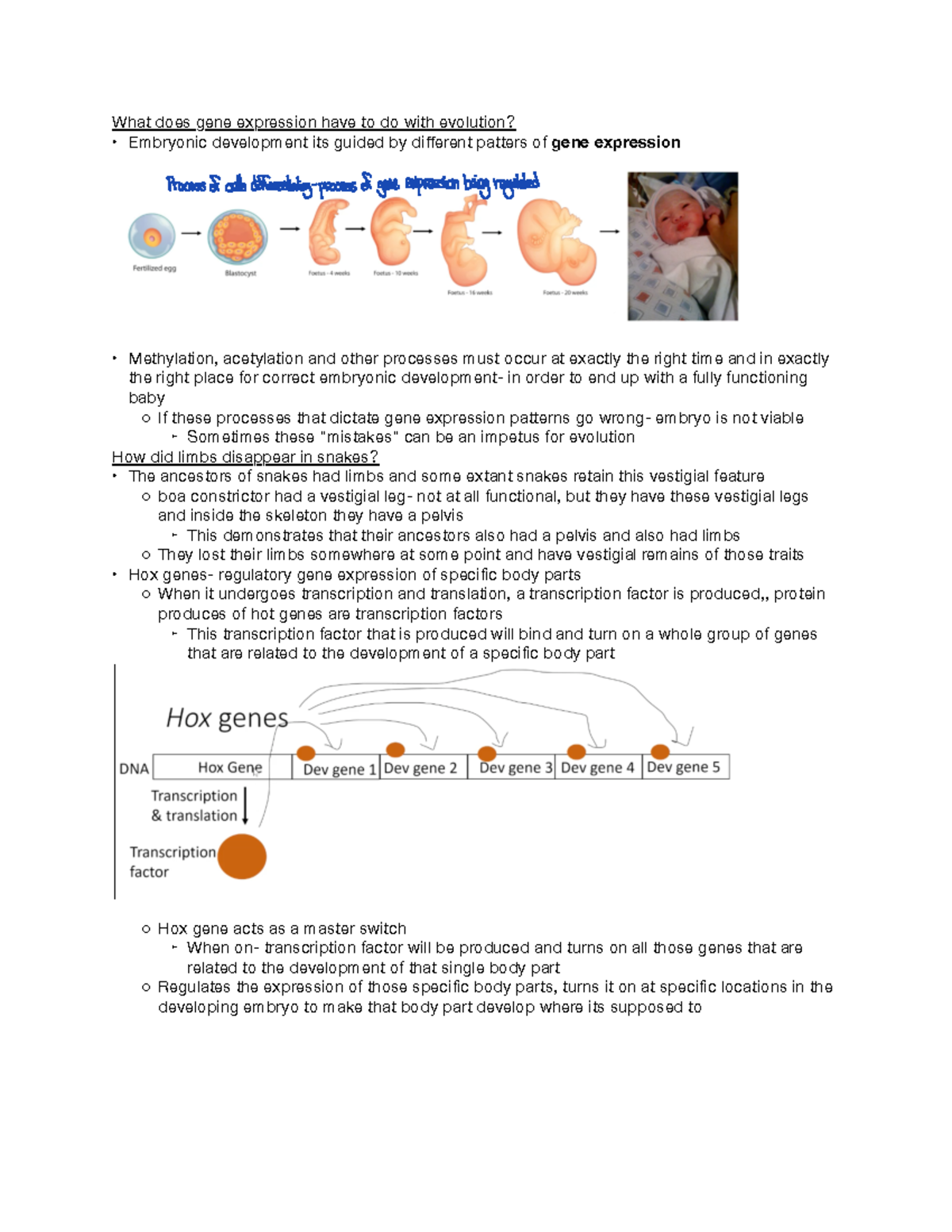 What Does Gene Expression Mean In Biology