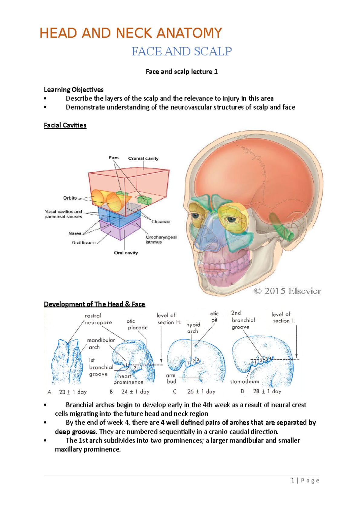 Head and Neck Anatomy - FACE AND SCALP Face and scalp lecture 1 ...