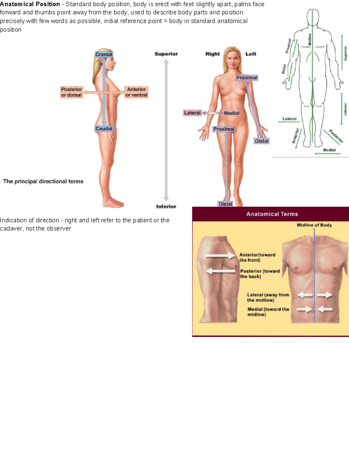 Topic 1 Anatomical Terms Anatomical Position Standard Body 