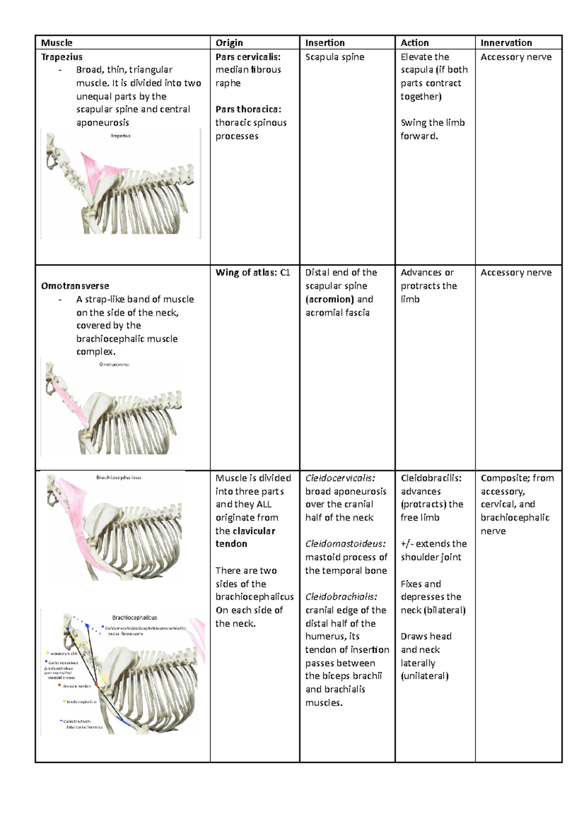 Forelimb Muscles - Muscle Origin Insertion Action Innervation Trapezius ...
